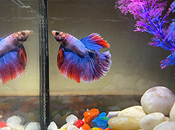 Beyond the Bowl: How to Style a Fish Tank Like High-End Interior Decor